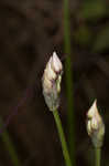 Little River Canyon onion